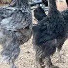 دجاج باراهما