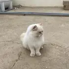 بس للبيع هملايا أتوقع معه أكله ونبغى حد ياخذها نظيفه