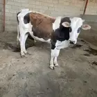حسيل جومس