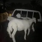 ثلاثه ذبايح خرفان الخرج