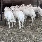 طليان نظيفه