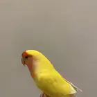 3 عصافير روز