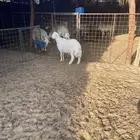 ذبايح خرفان