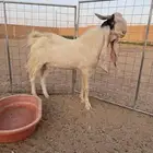 تيس فحل ثني باكستاني