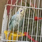 طير بادجي للبيع ع السوم
