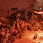 صوص سمان فري