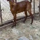 ماعز مقني تم البيع