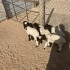 دواغير نعيم العدد 5 ثلاث خرفان ثنين رخال