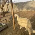 مشروع فحل