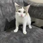 قط ذكر عمره 5 شهور للتبني