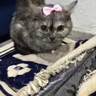 مطلوب قط ذكر للتزاوج