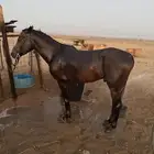 للبيع حصان