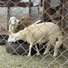 4 طليان للبيع شحم ولحم