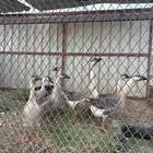 وز عراقي