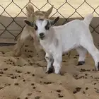 صغار ماعز قزم (انثى)