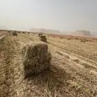 تبن ذرة حمراء جيزانية الطول