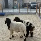 نعيم بلدي زبدة