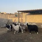 للبيع غنم عددها 15 ومع الصغر 9