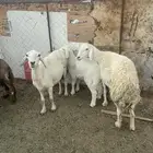 ضان ولد للبيع