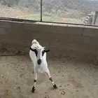 تيس جذع مقفل شحم