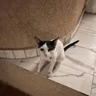 قط بلدي ذكر ضايع حي المرسلات