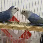 للبيع جوز روز
