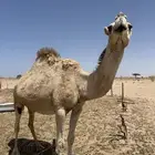 ثلاث نياق لقاحات للبيع