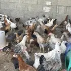 دحاج بلدي وفيومي