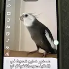 كروان ضايع من يوم الخميس في عودة الي يلقاه له مكافأة مالية