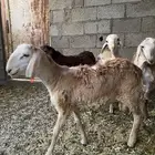 غنم سواكني أربع ذبايح تحت الفل