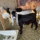 تبس للبيع قريب الذيبيه