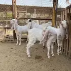 تيس وجفار