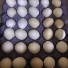 بيض بلدي طازج