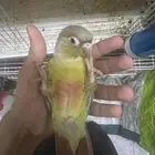 كنيور اناناس اليف هدد نشبهه
