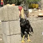 ديكه باكستاني سندي