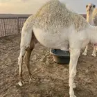 حشو طيب