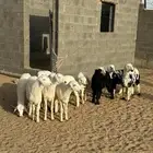 خرفان ورخال