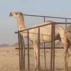 قعود مفرود للبيع ابوه العالمي جمل دلمخ السبيعي