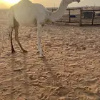 بكره