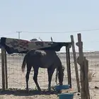 فحل طيب جزيري عمر 3 سنوات مطلوب بدل في فرس حامل