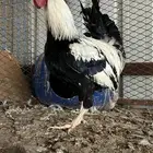 ديك دندرواي اصل افرق