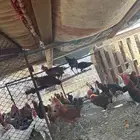 دجاج للبيع الموقع املج