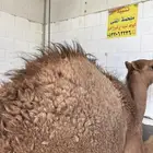فاخر من الاخر عمر الحاشي خمس اشهر والطعم حلو ولذيذ وتحدي