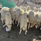 رخال حريات حبص