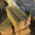 برسيم جندير فاخر درجه اولى متر