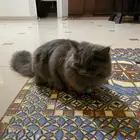 قطه للبيع
