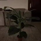 شجرة صناعية