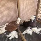 زوج حمام للبيع