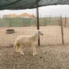 ذبائح حري وسواكني نظيفة على البرسيم والشعير شرط