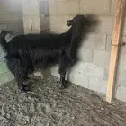 عنز شاميه ((صنف))